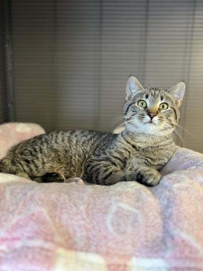 Enlarge Vermillion, a Adoptable mixed breed in Fergus Falls, MN image 2/3