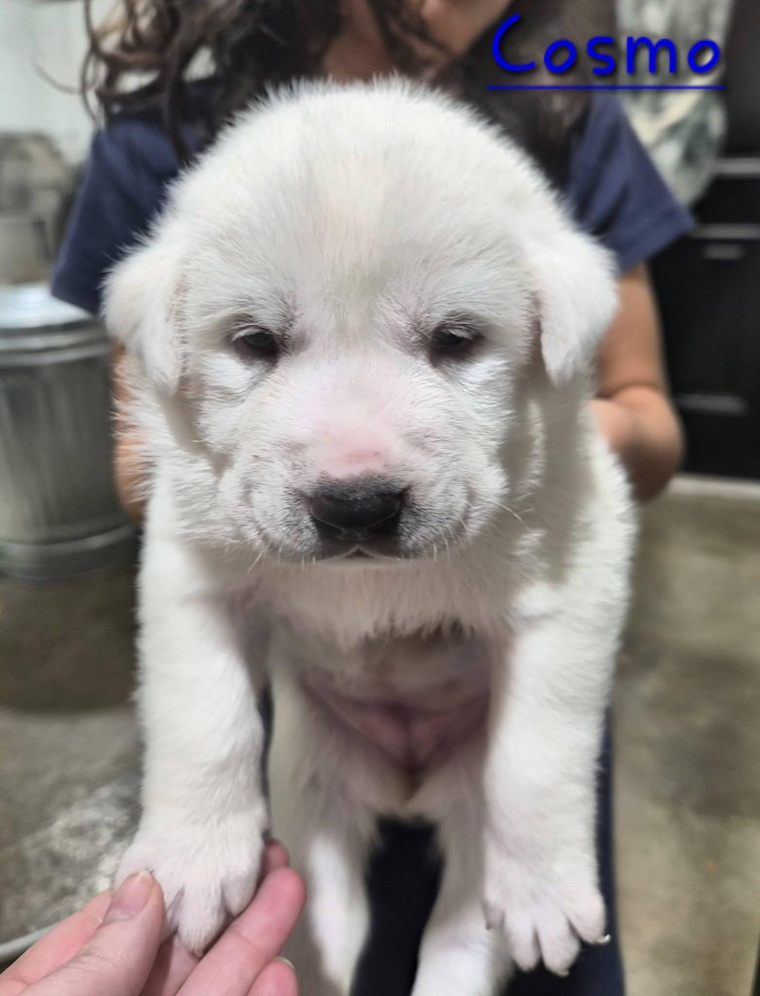 Enlarge Cosmo, an adopted mixed breed in Bowie, TX image 1/1