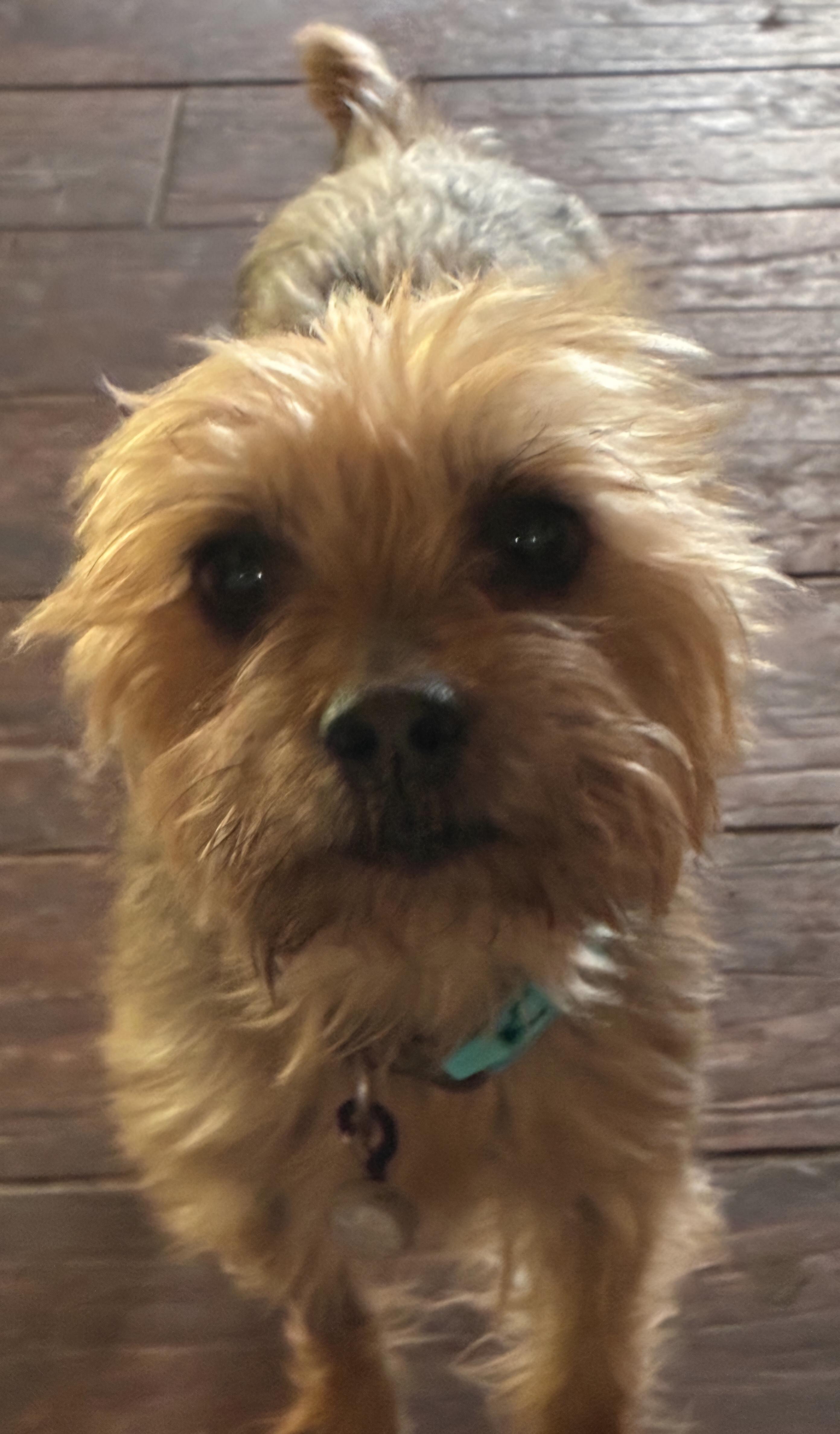 Lilly, Adult Female Yorkshire Terrier