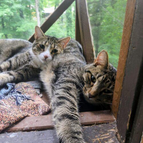 Enlarge Jake, a Adoptable Domestic Short Hair in Newton, NC image 1/2