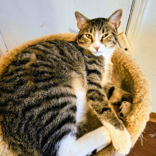 Enlarge Jake, a Adoptable Domestic Short Hair in Newton, NC image 2/2