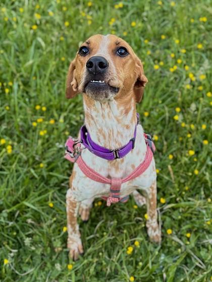 Enlarge Carrot Cake, a Adoptable mixed breed in King William, VA image 1/3