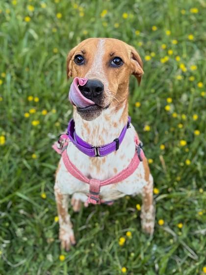 Enlarge Carrot Cake, a Adoptable mixed breed in King William, VA image 2/3