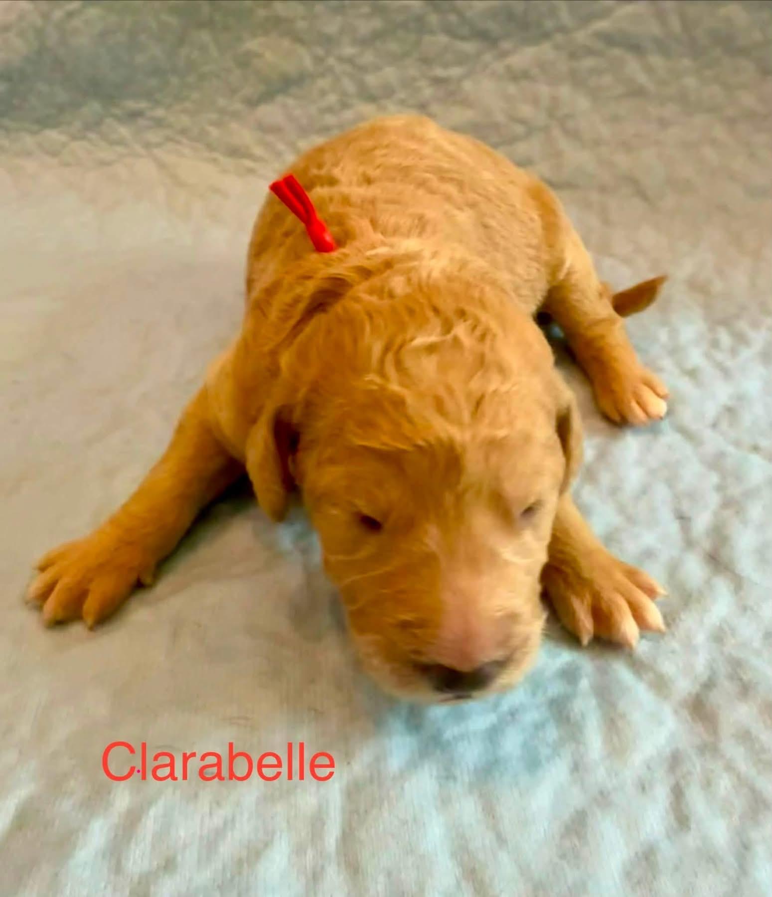 Clarabelle (Maggie litter), adopted, Puppy Female Labradoodle & Goldendoodle.