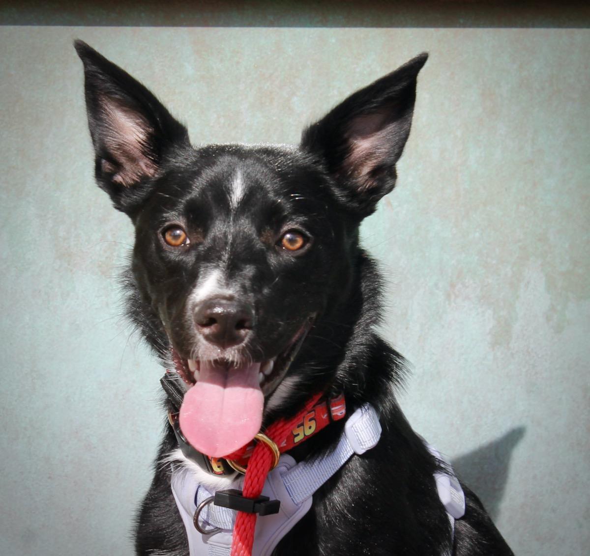 Bentley , a hold mixed breed in Albuquerque, NM image 1/6