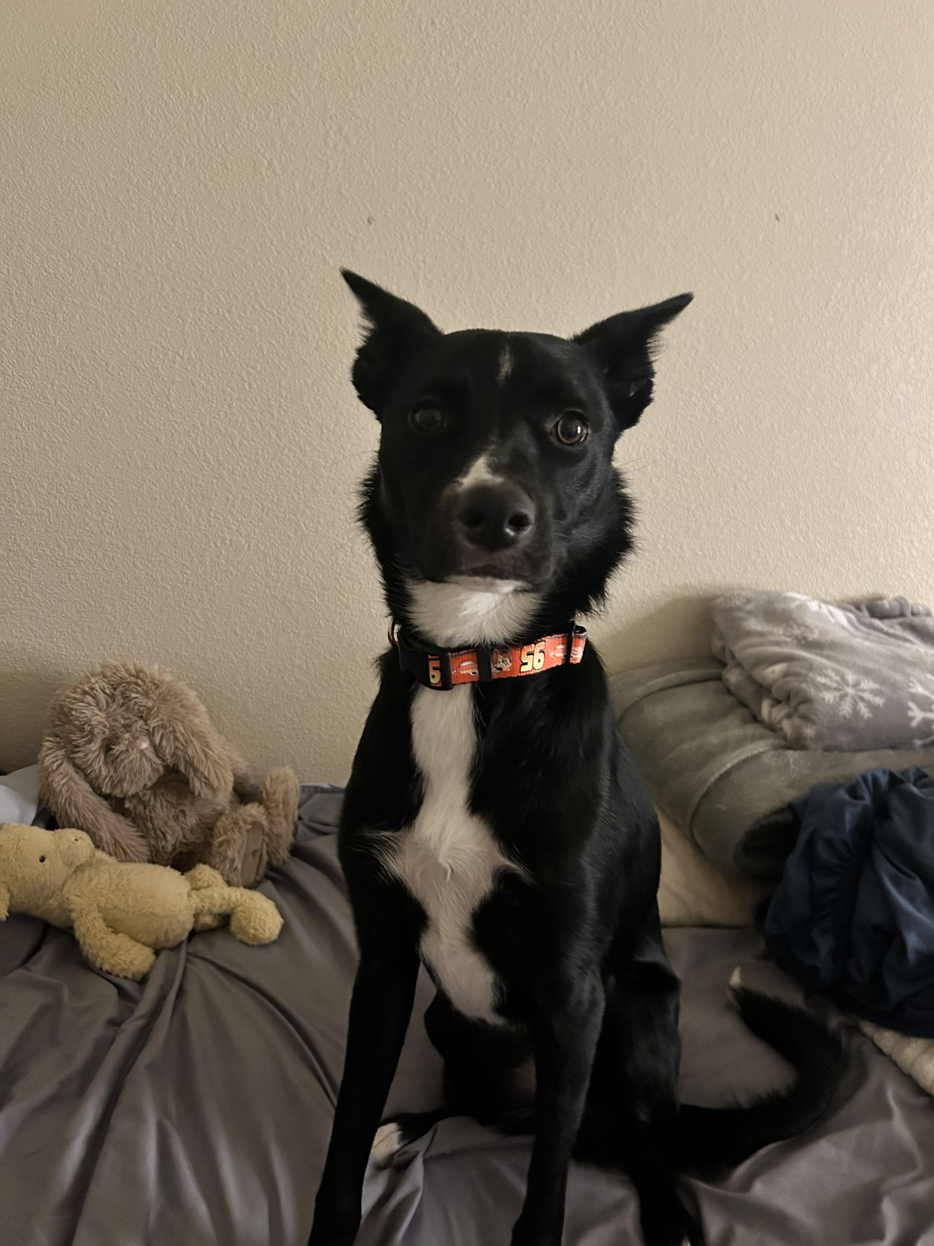 Enlarge Bentley , a ADOPTABLE mixed breed in Albuquerque, NM image 1/3