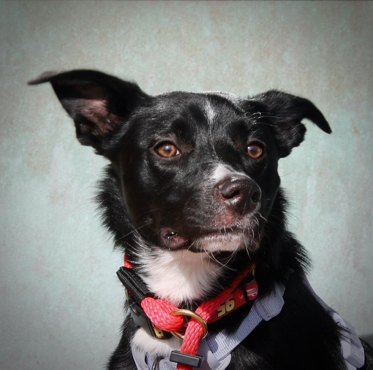 Bentley , a hold mixed breed in Albuquerque, NM image 3/6
