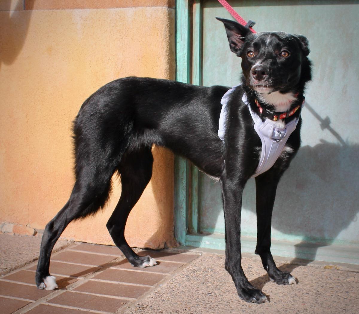 Bentley , a hold mixed breed in Albuquerque, NM image 6/6