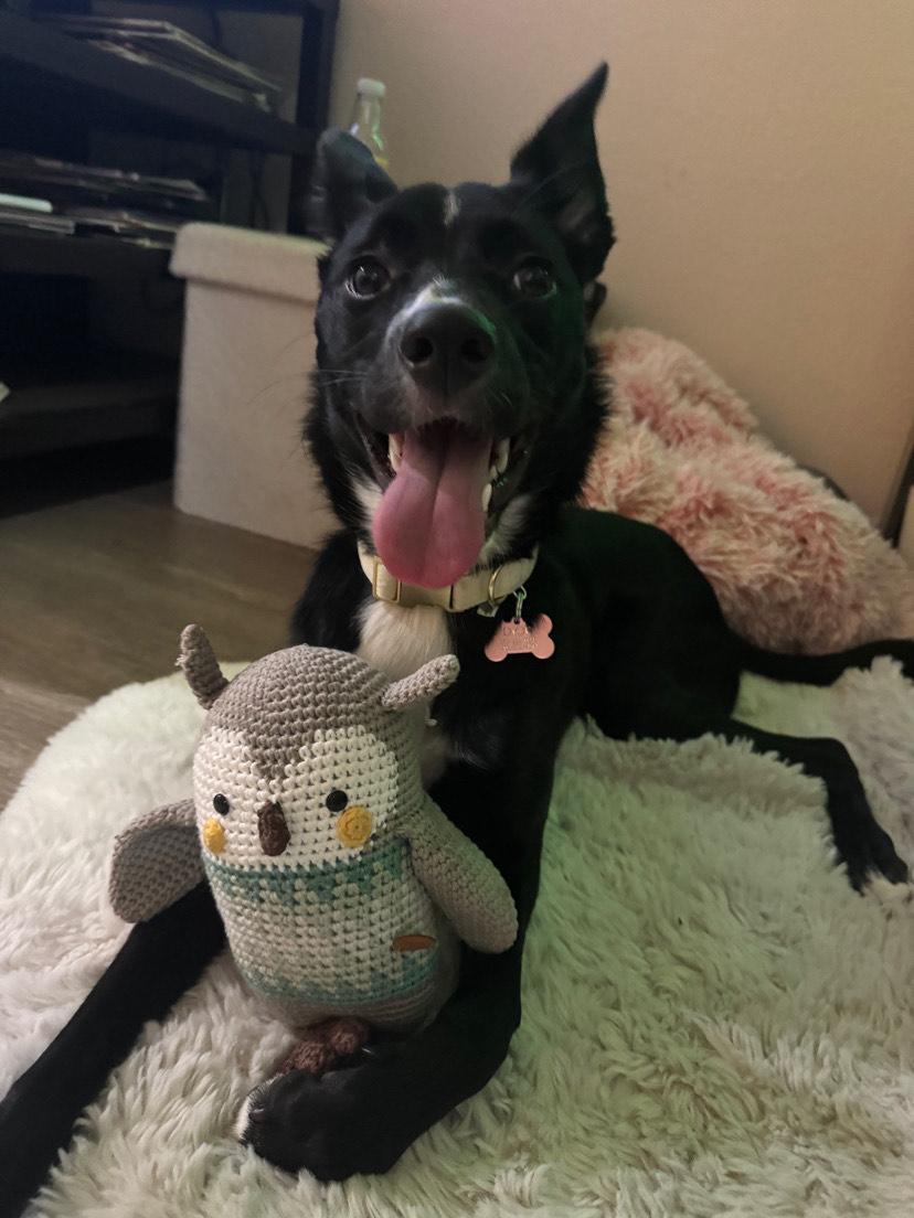 Enlarge Bentley , a ADOPTABLE mixed breed in Albuquerque, NM image 2/3