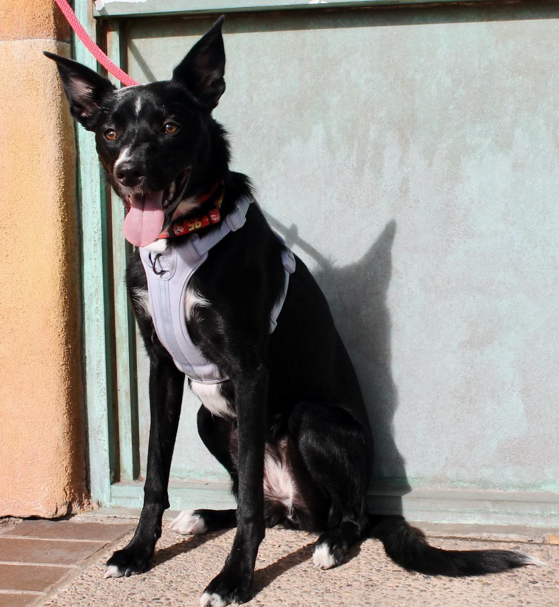 Bentley , a hold mixed breed in Albuquerque, NM image 4/6