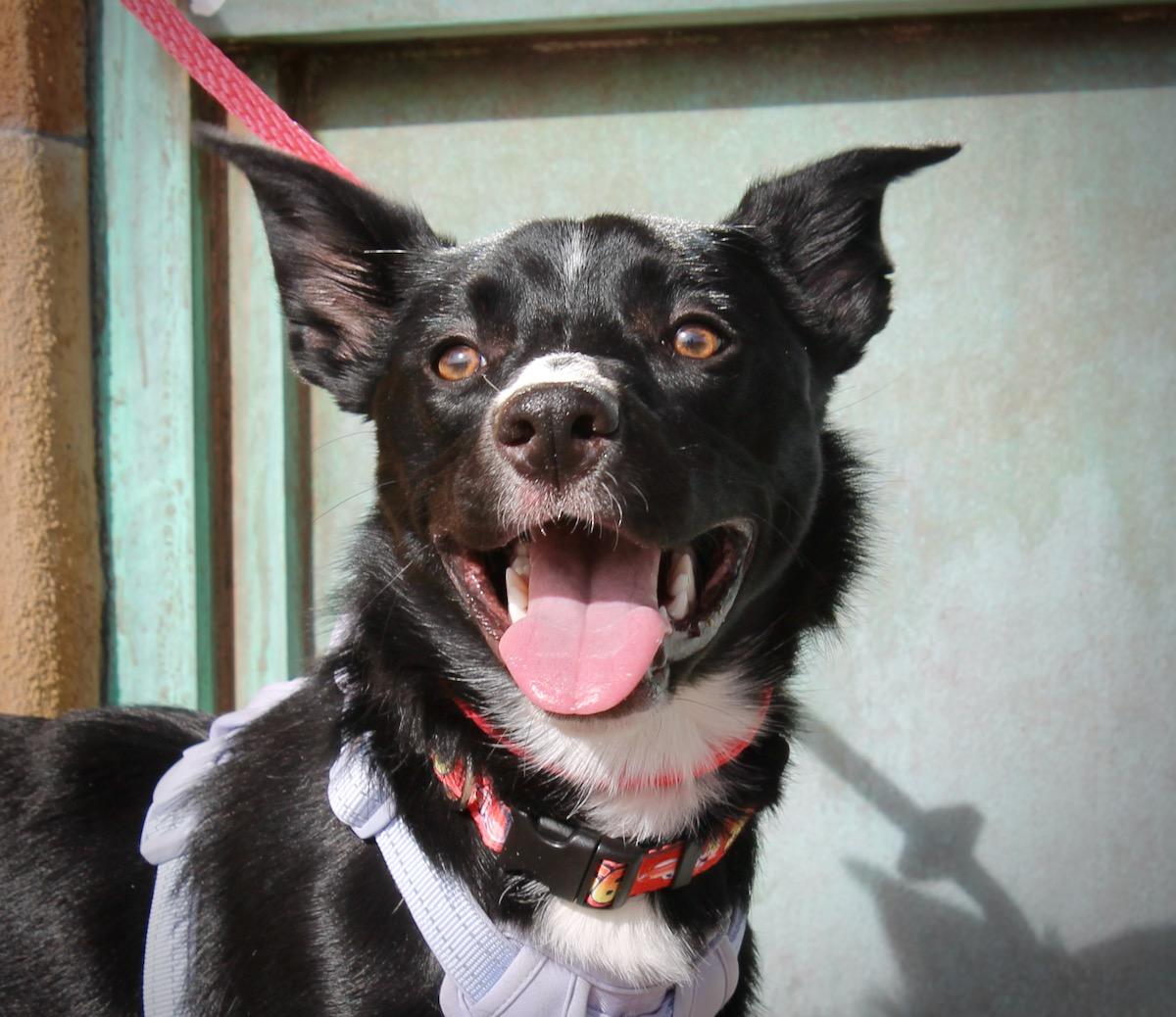 Bentley , a hold mixed breed in Albuquerque, NM image 5/6