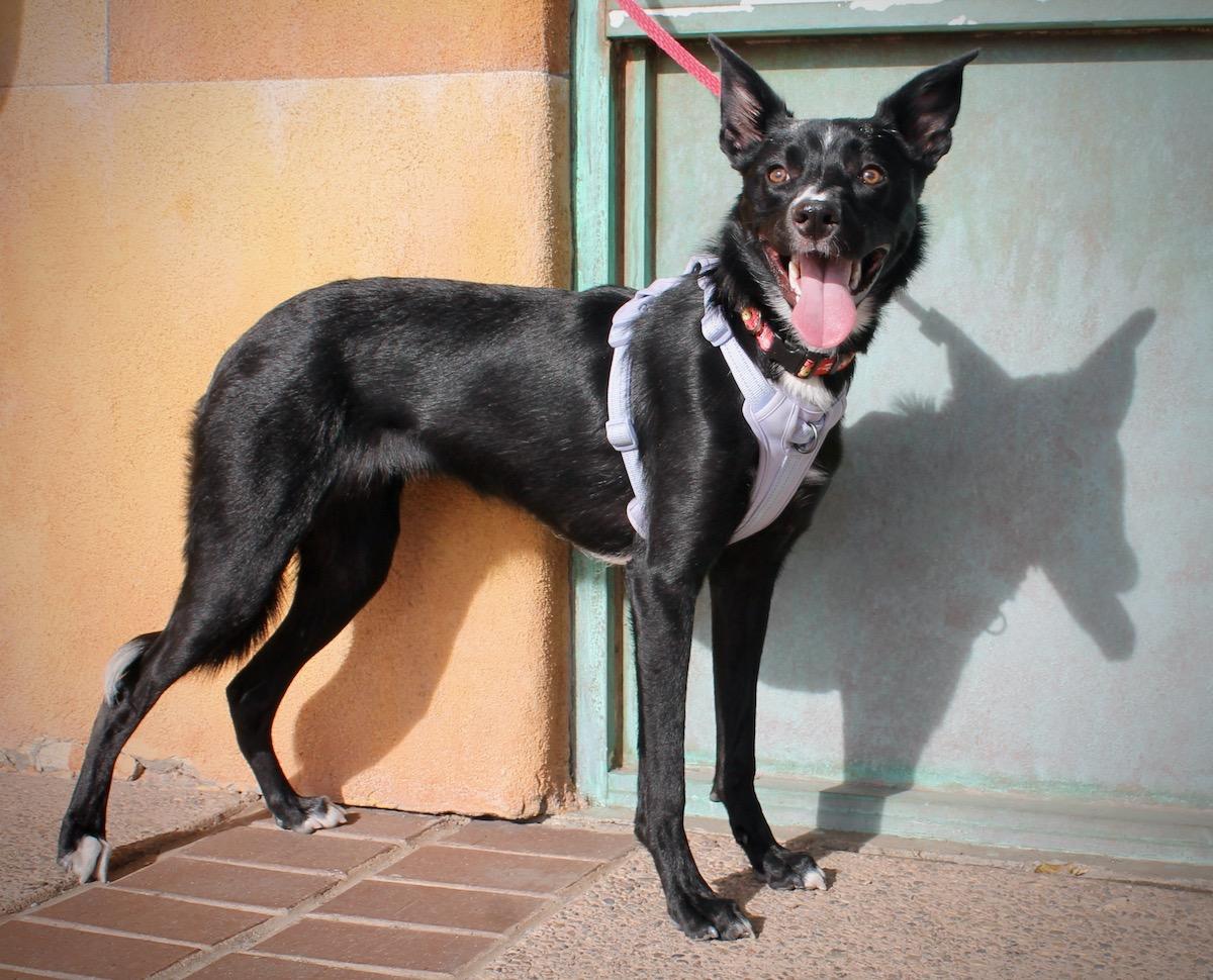 Bentley , a hold mixed breed in Albuquerque, NM image 2/6