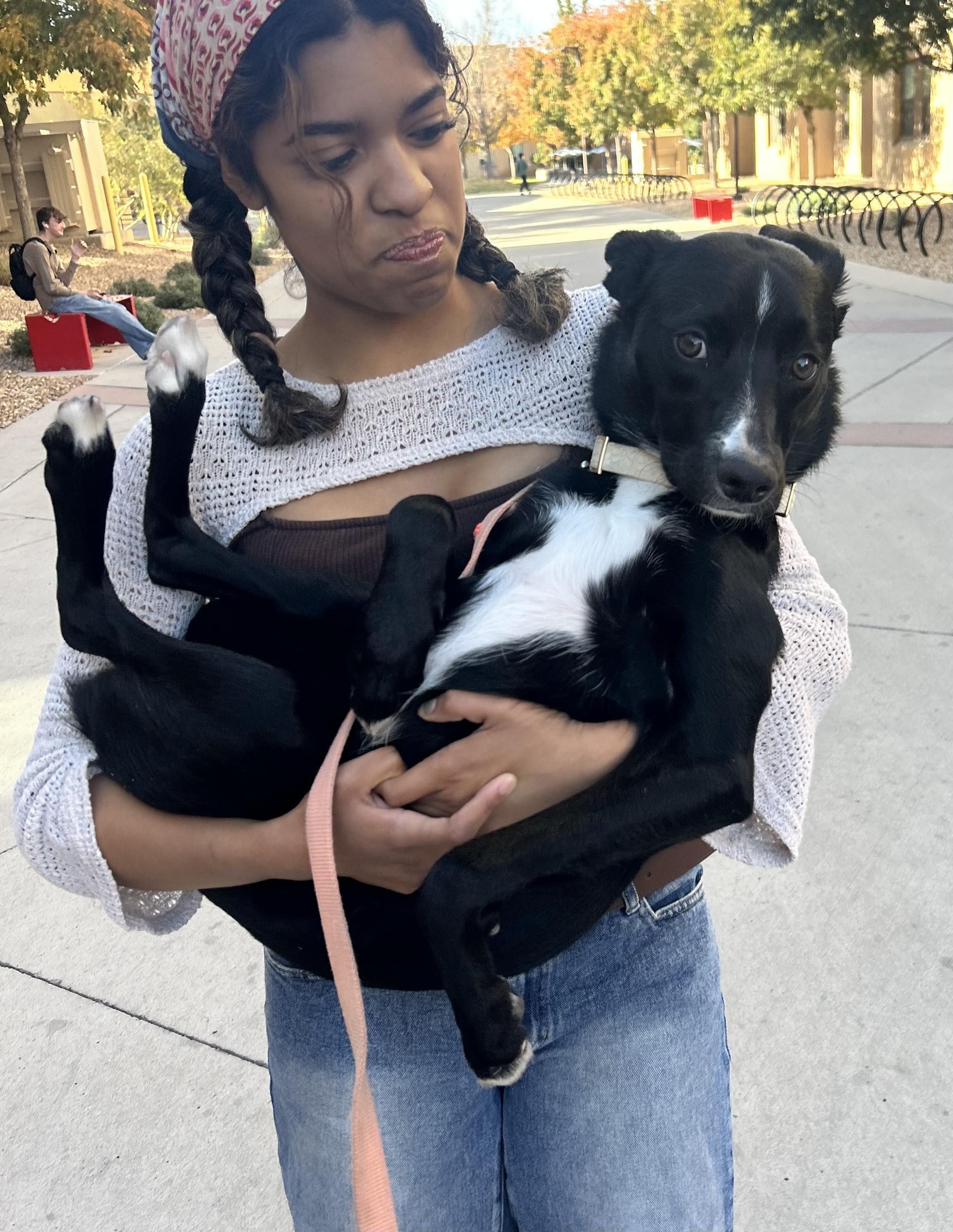 Enlarge Bentley , a ADOPTABLE mixed breed in Albuquerque, NM image 3/3