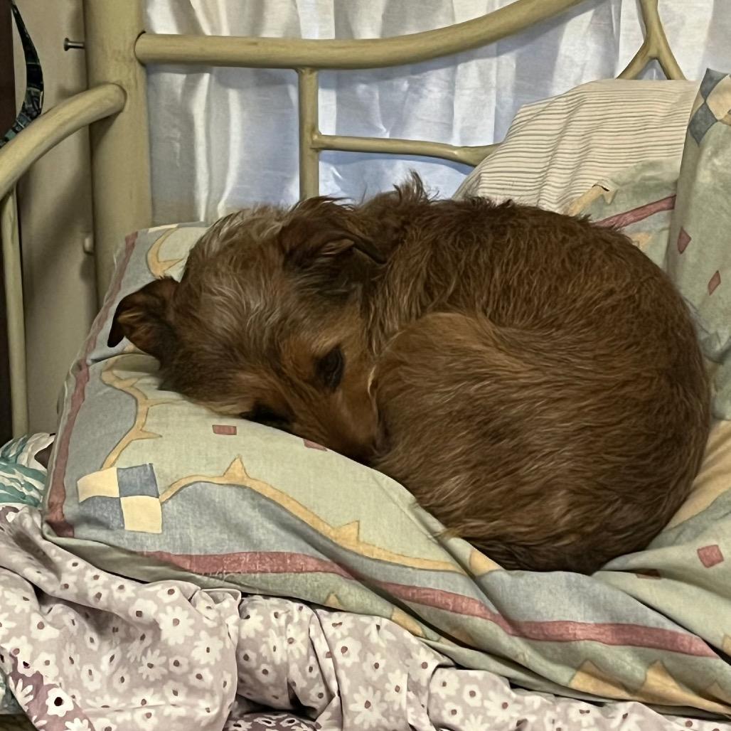 Kenobi (Obi Wan Kenobi), Adoptable, Adult Male Yorkshire Terrier & Jack Russell Terrier.