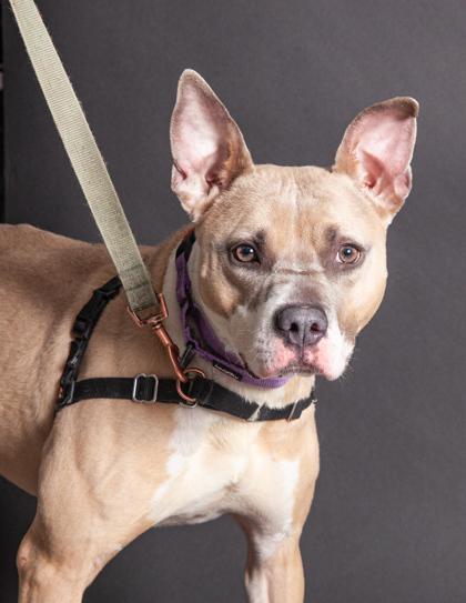 Stormi — thumbnail 2