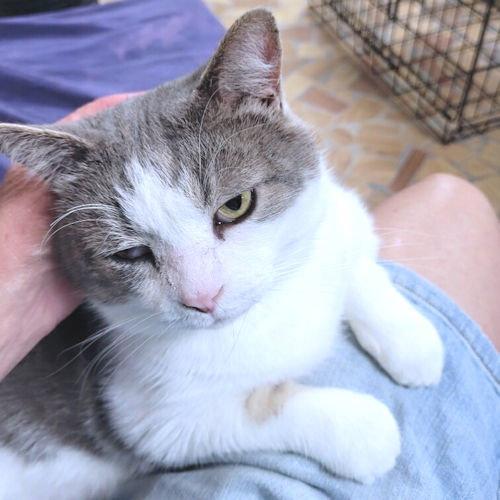 Enlarge Phantom, a Adopted Domestic Short Hair in Rutherfordton, NC image 1/3