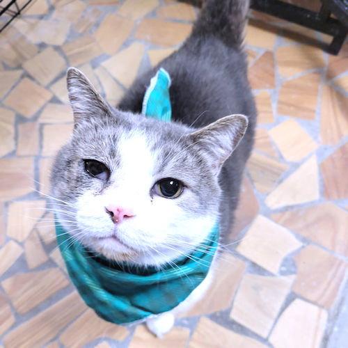 Enlarge Phantom, a Adopted Domestic Short Hair in Rutherfordton, NC image 2/3