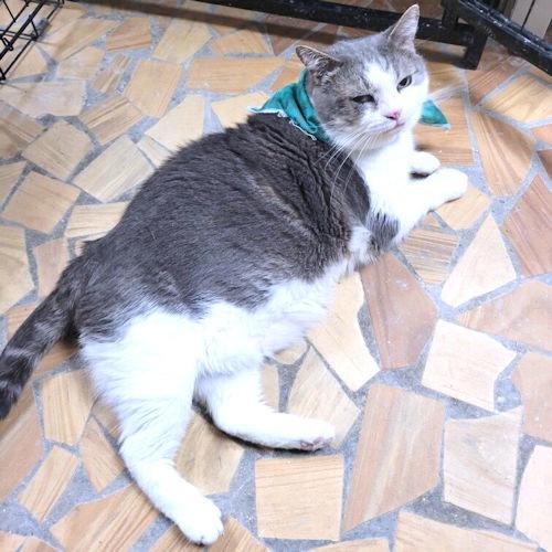 Enlarge Phantom, a Adopted Domestic Short Hair in Rutherfordton, NC image 3/3