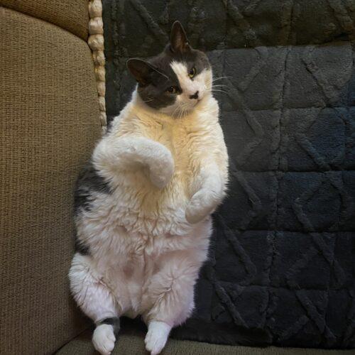 Enlarge Murphy, a Adoptable Domestic Short Hair in Seven Valleys, PA image 1/5