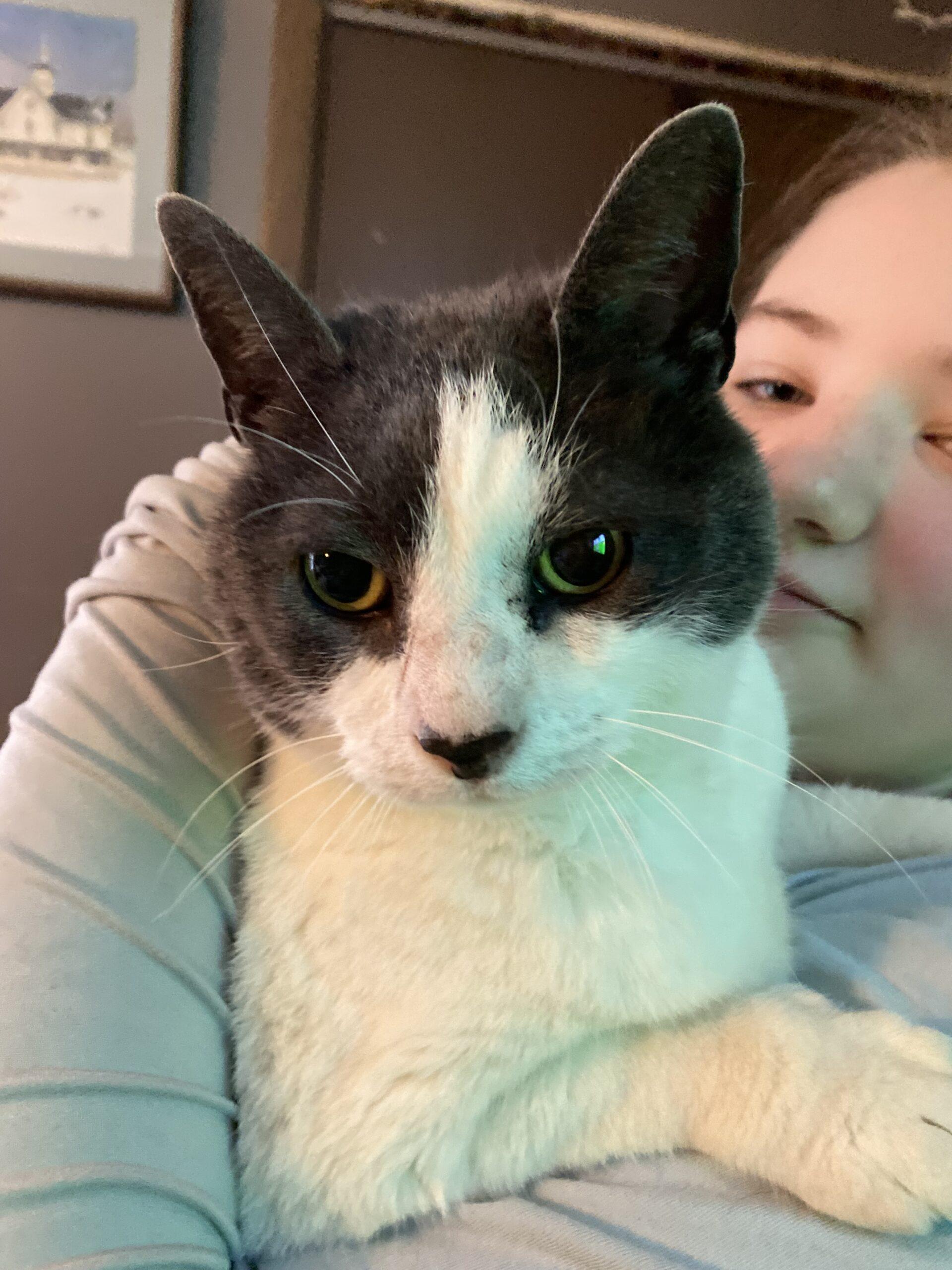 Murphy, a Adoptable Domestic Short Hair in Seven Valleys, PA image 2/5