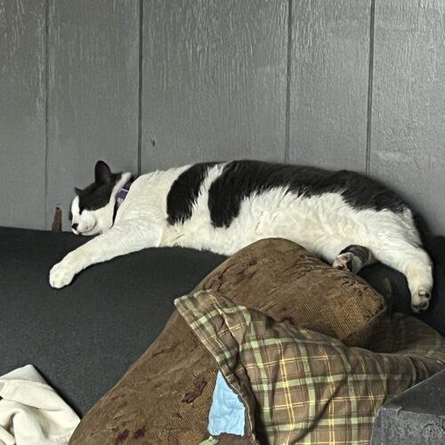 Enlarge Murphy, a Adoptable Domestic Short Hair in Seven Valleys, PA image 3/5