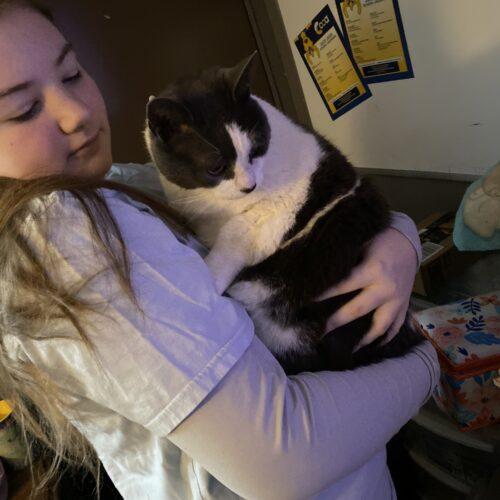 Enlarge Murphy, a Adoptable Domestic Short Hair in Seven Valleys, PA image 5/5