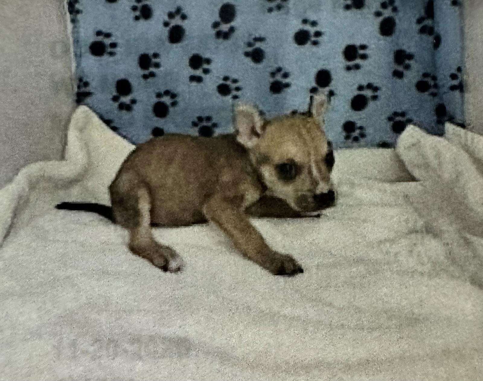 Wilmore, Adoptable, Puppy Male Hound.