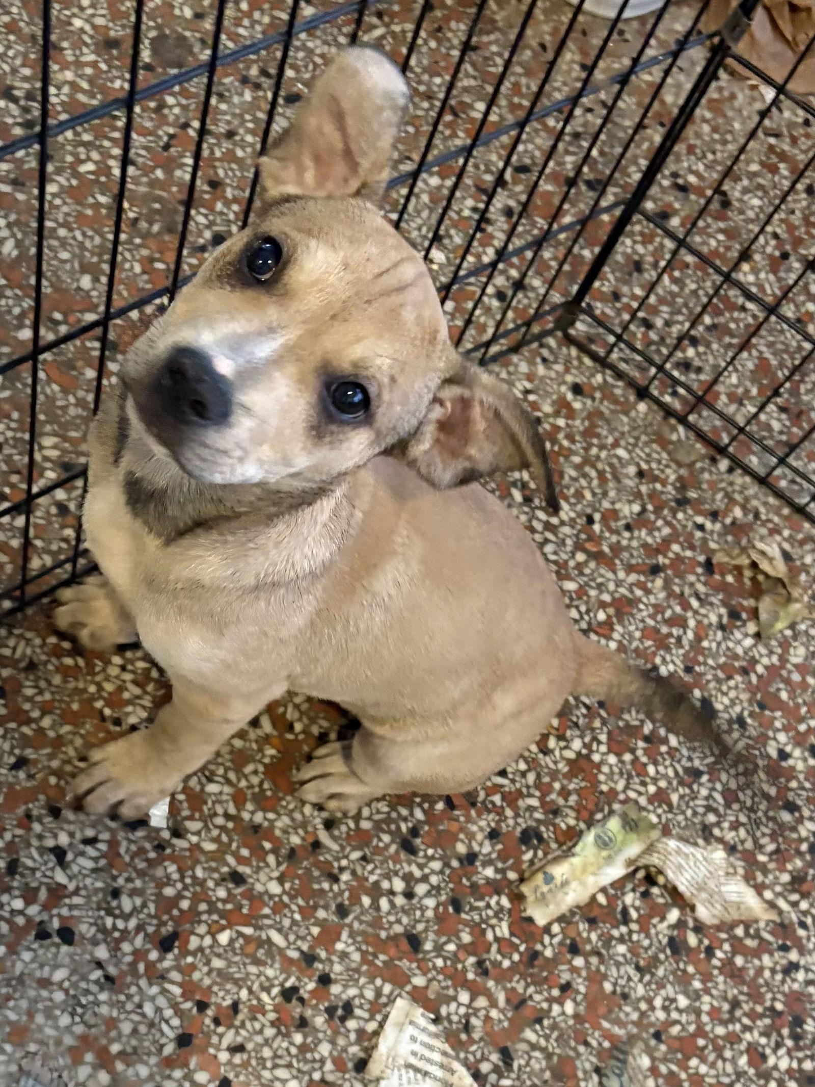 Enlarge Wilmore, a Adoptable Hound in Sanford, FL image 2/2