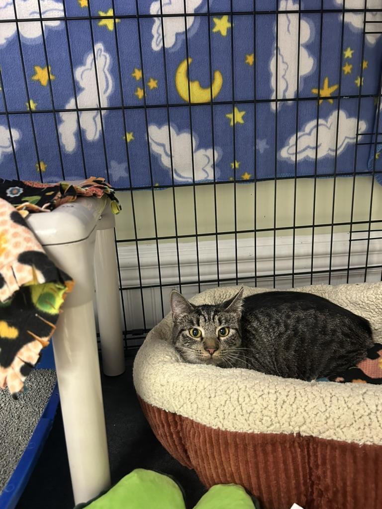 Athena, adopted, Young Female Domestic Short Hair.