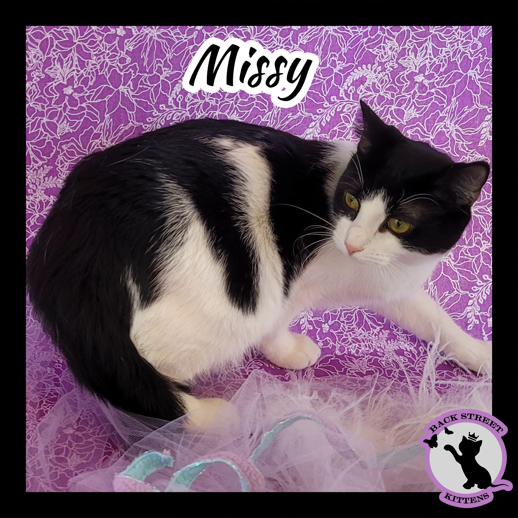 Enlarge Missy, a Adoptable Domestic Short Hair in Dacula, GA image 2/12