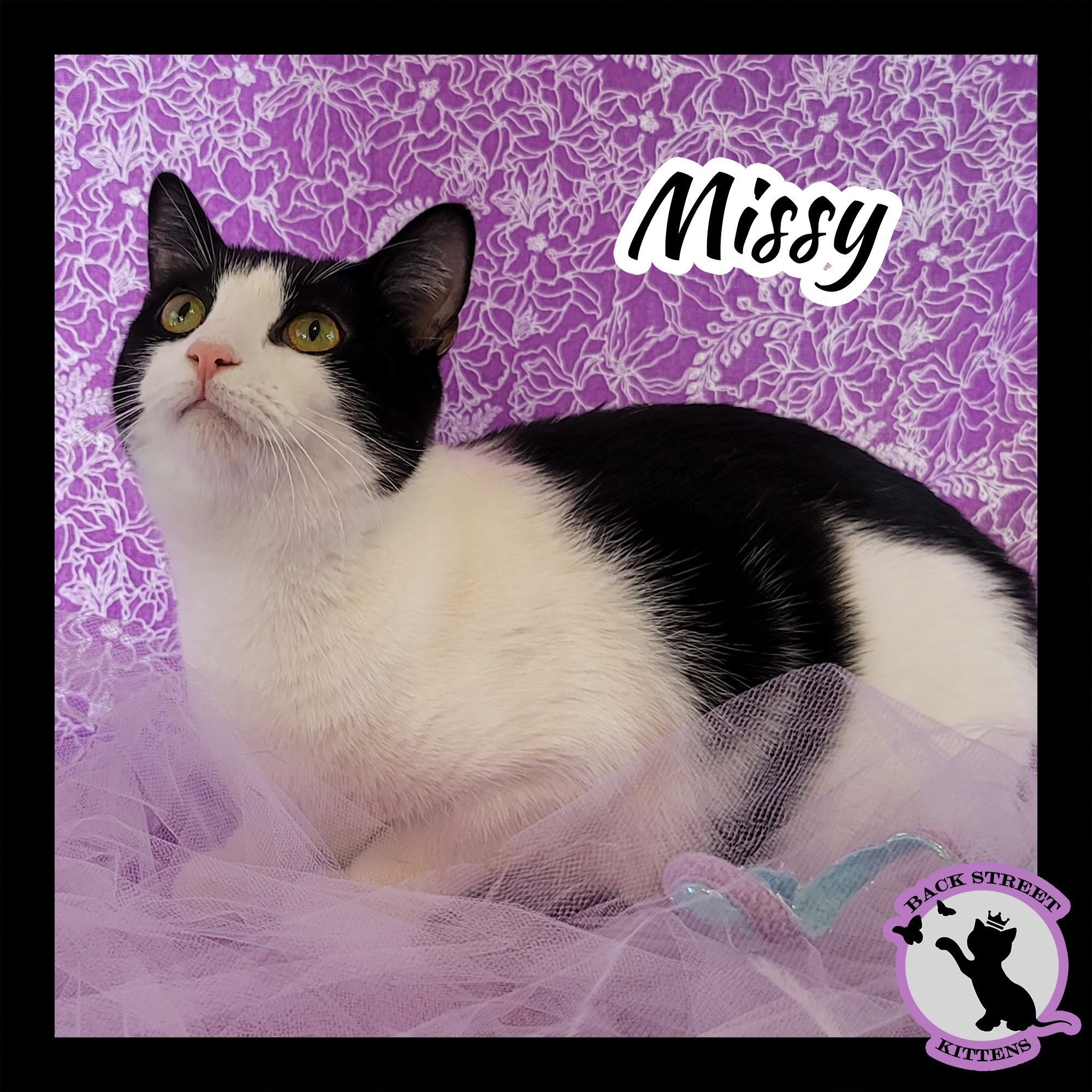 Enlarge Missy, a Adoptable Domestic Short Hair in Dacula, GA image 3/12