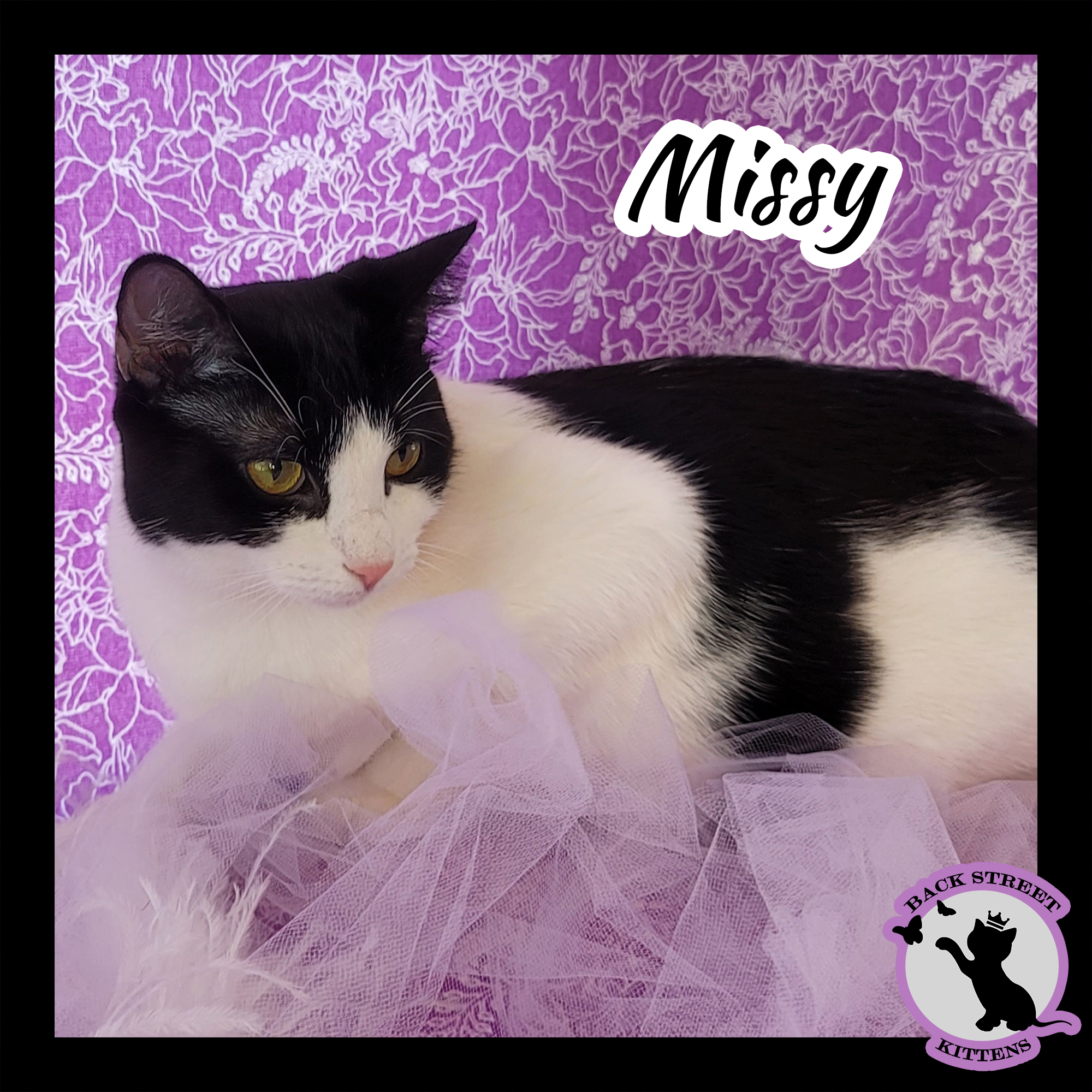 Enlarge Missy, a Adoptable Domestic Short Hair in Dacula, GA image 4/12