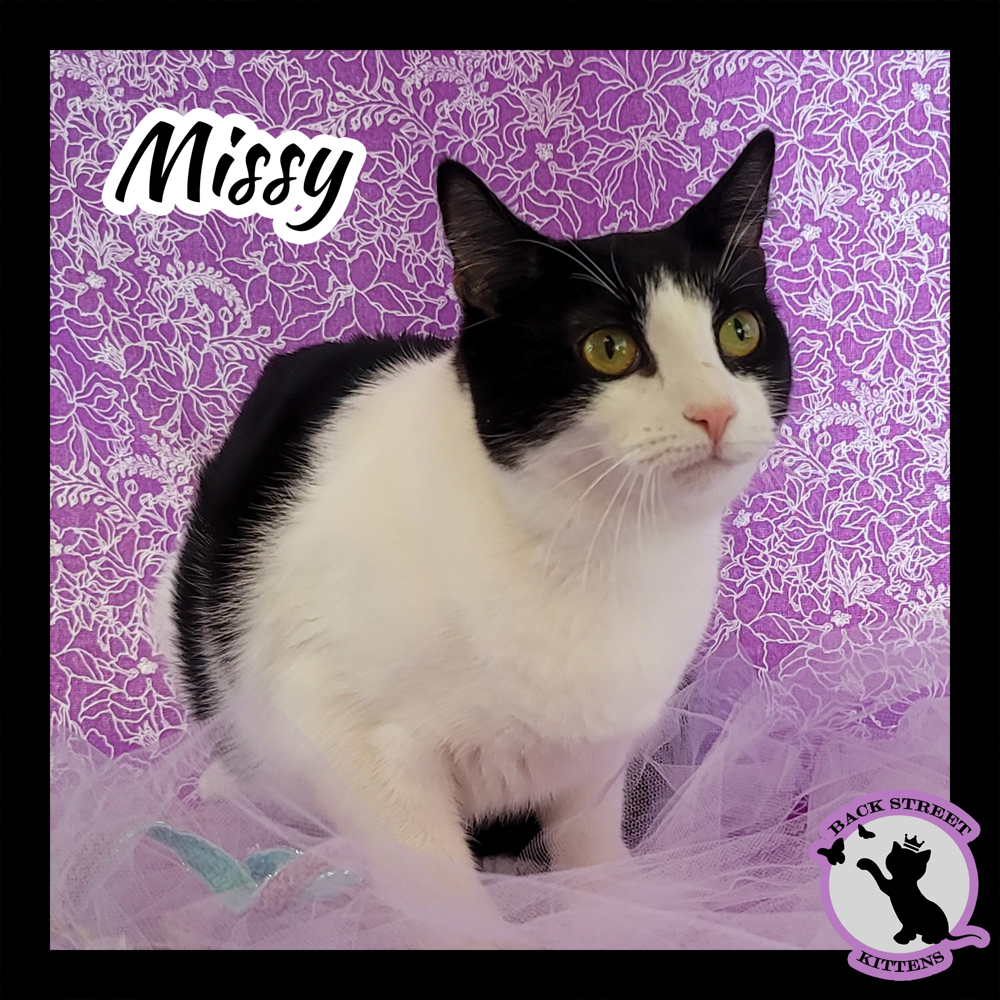 Enlarge Missy, a Adoptable Domestic Short Hair in Dacula, GA image 6/12