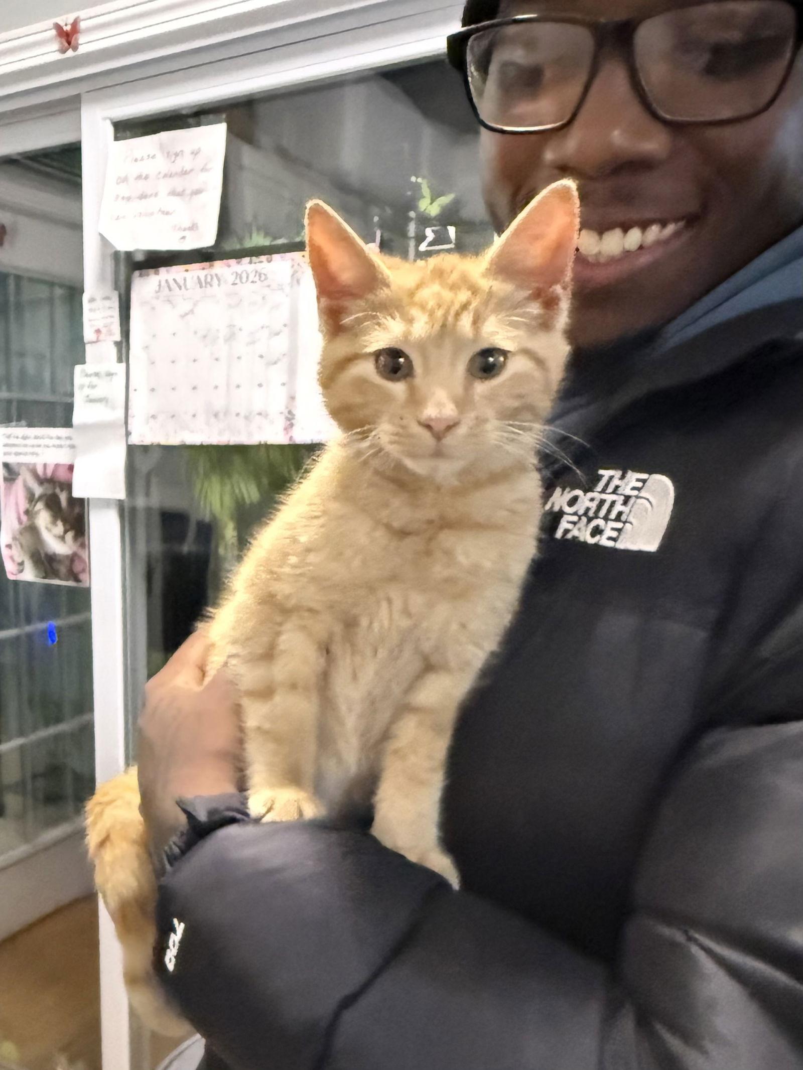 Cheez It, Adopted, Kitten Male Tabby & Domestic Short Hair.