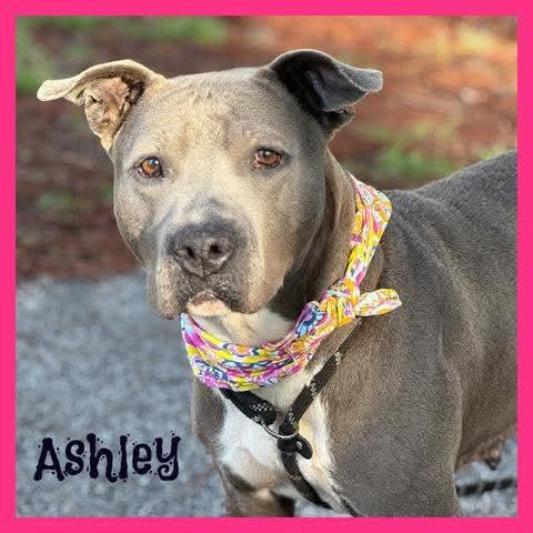 Ashley, Adoptable, Adult Female Mixed Breed.