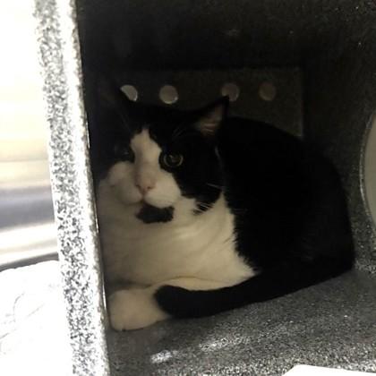 Jasper, Adoptable, Adult Male Domestic Short Hair & Domestic Short Hair.