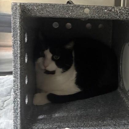 Enlarge Jasper, a Adoptable mixed breed in Dallas, TX image 2/4