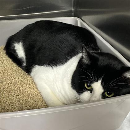 Enlarge Jasper, a Adoptable mixed breed in Dallas, TX image 4/4