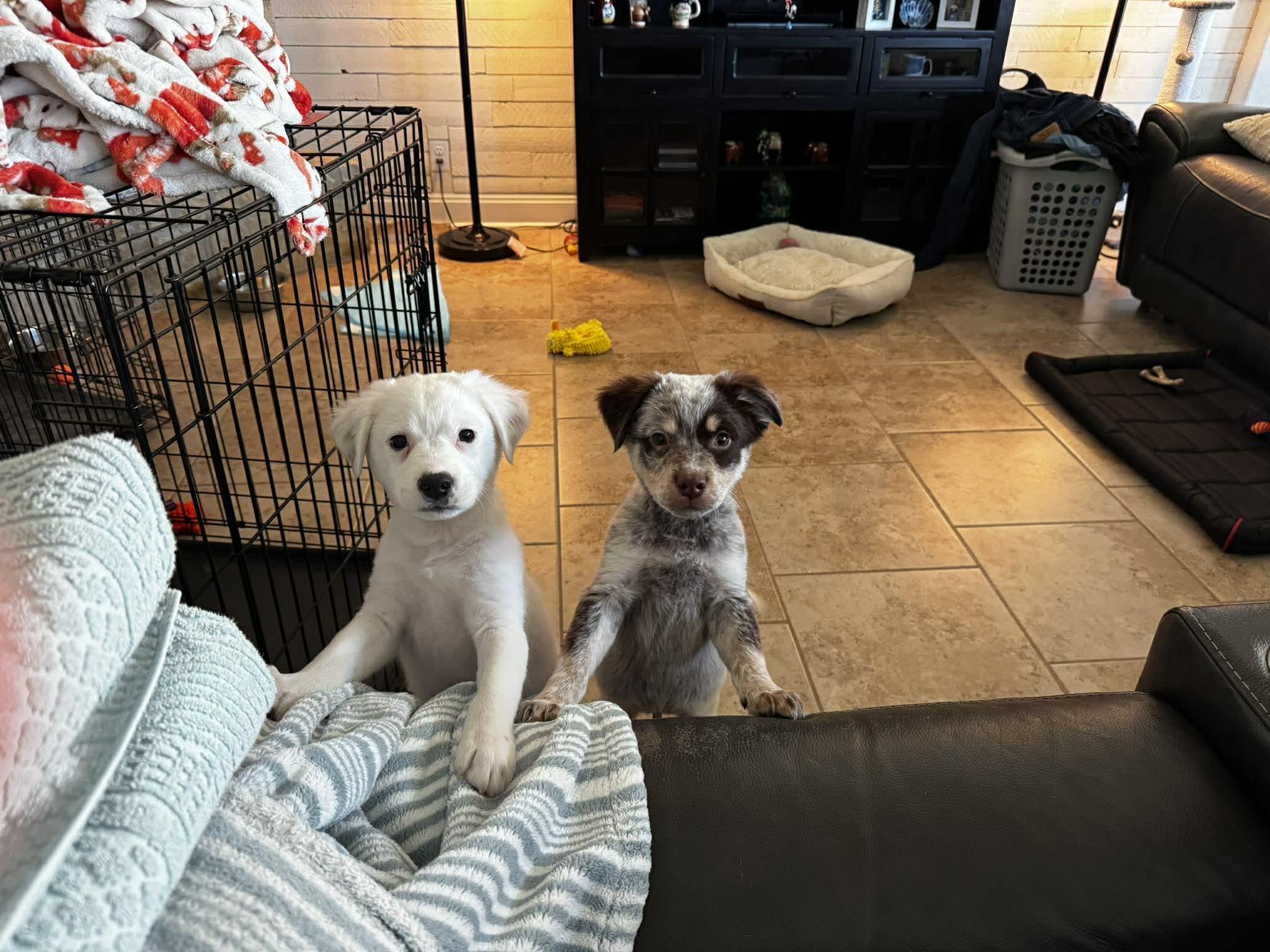 Dennis — thumbnail 3