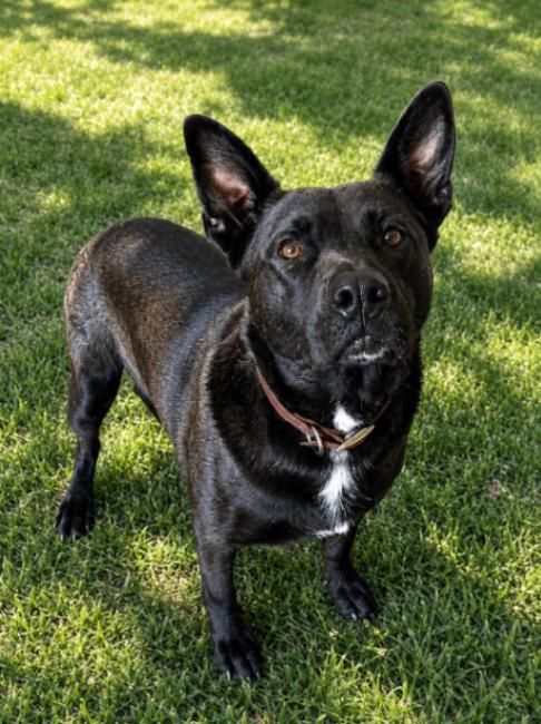 Enlarge Max, a Adoptable mixed breed in North Bend, WA image 1/3