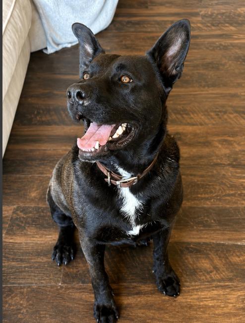 Enlarge Max, a Adoptable mixed breed in North Bend, WA image 2/3