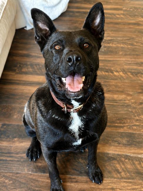Enlarge Max, a Adoptable mixed breed in North Bend, WA image 3/3