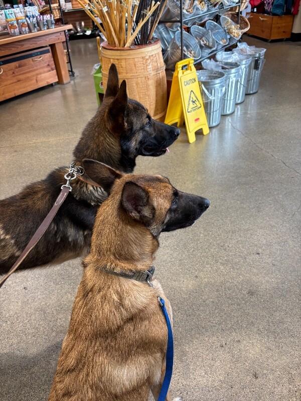 Enlarge Nough, a Adoptable German Shepherd Dog in Seattle, WA image 1/6