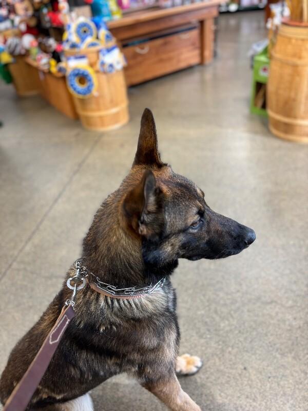 Enlarge Nough, a Adoptable German Shepherd Dog in Seattle, WA image 2/6