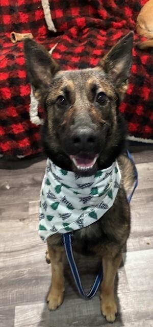 Enlarge Nough, a Adoptable German Shepherd Dog in Seattle, WA image 3/6