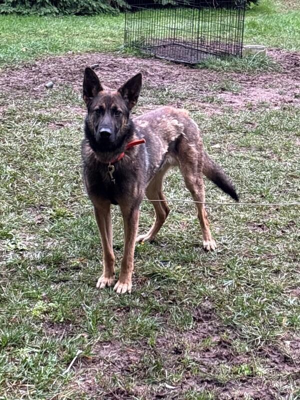 Enlarge Nough, a Adoptable German Shepherd Dog in Seattle, WA image 4/6