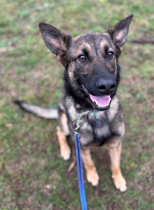Enlarge Nough, a Adoptable German Shepherd Dog in Seattle, WA image 5/6