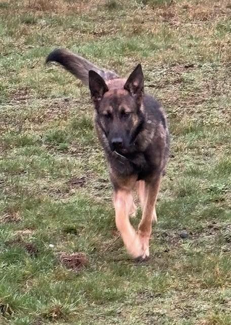 Enlarge Nough, a Adoptable German Shepherd Dog in Seattle, WA image 6/6