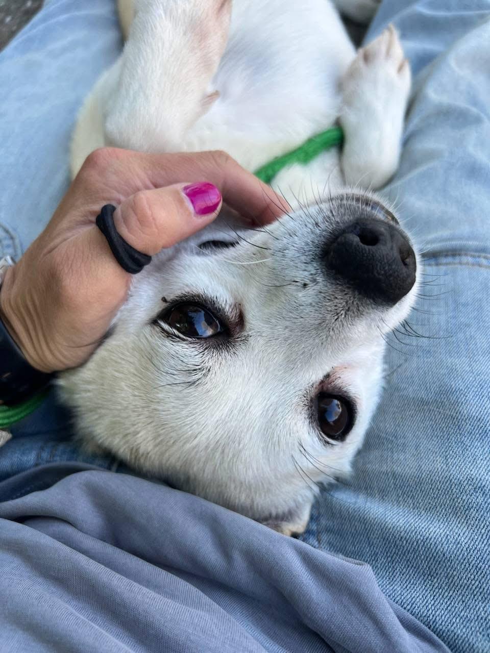 Enlarge Jordan, a ADOPTABLE mixed breed in Bayport, NY image 4/4