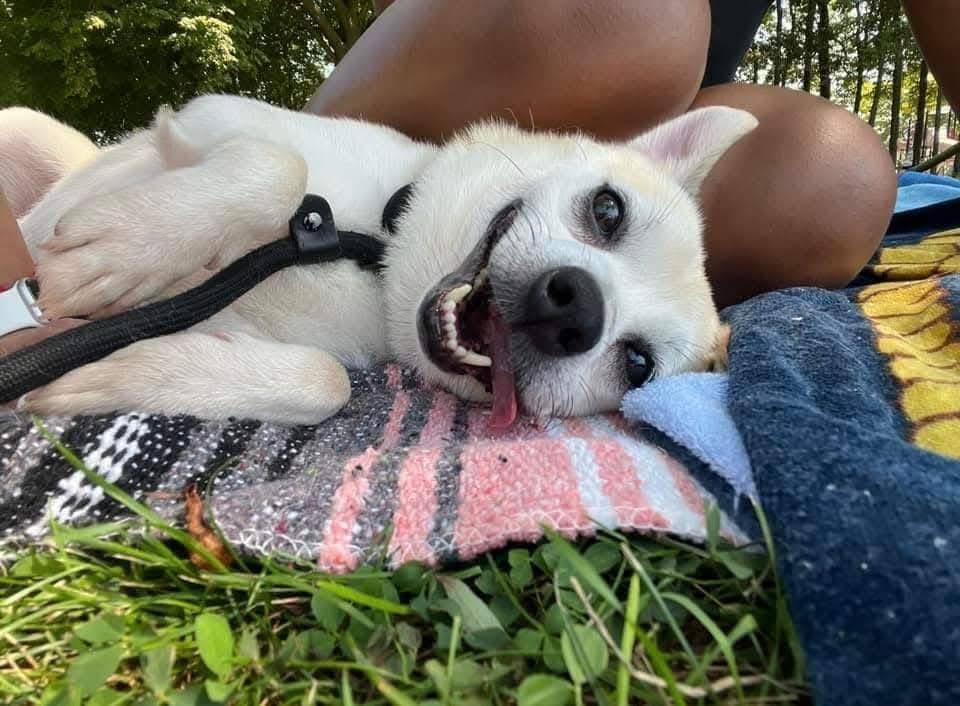 Jordan, ADOPTABLE, Adult Male Chihuahua.